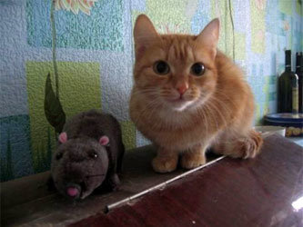Кошка одного из сотрудников Sibnet.ru