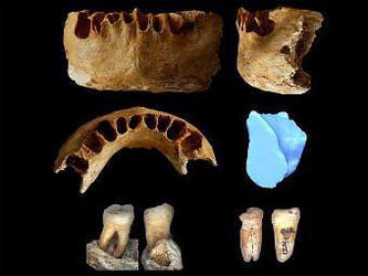 Найденные в Китае останки. Изображение Institute of Vertebrate Paleontology and Paleoanthropology, Chinese Academy of Sciences