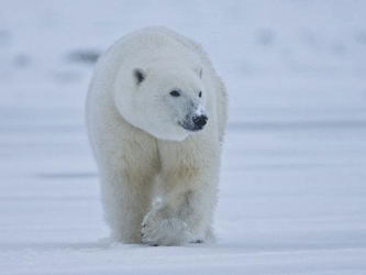 Белый медведь. Фото с сайта icestories.exploratorium.edu