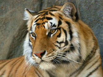 Амурский тигр. Фото с сайта ebftour.ru