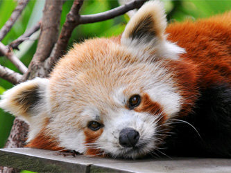 Красная панда. Фото с сайта www.zoopicture.ru