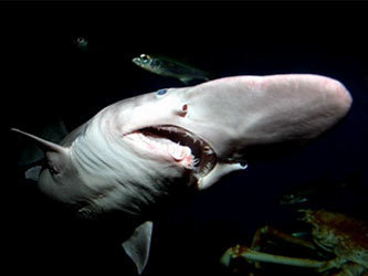 Акула-гоблин, фото с сайта www.zoopicture.ru