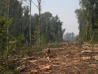 Химкинский лес. Фото с сайта www.leftfront.ru