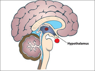 Схема расположения гипоталамуса в головном мозге человека. Изображение с сайта popdose.com