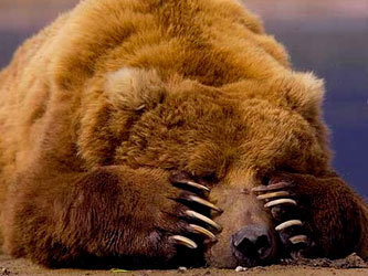 Фото с сайта animalpicture.ru