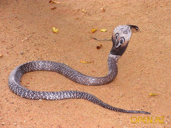 Королевская кобра. Фото с сайта open.az