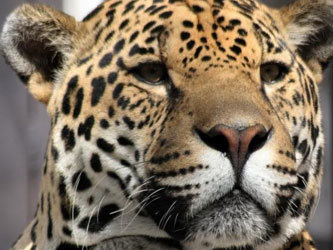 Фото  ягуара с официального сайта зоопарка