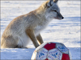 Убитый корсак любил играть с мячом. Фото газеты 