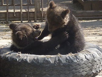 Фото: официальный сайт Большереченского зоопарка, www.bolzoo.ru
