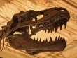 Обнаружено крупнейшее кладбище динозавров