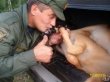 Фото с убитыми животными стали поводом для уголовного дела на Алтае