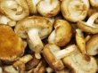 Лечебные грибы будут выращивать в Бийске