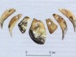 Древнейшие подвески из зубов лося нашли в Сибири