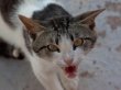 Домашняя кошка напала на женщину и маленьких детей в Кузбассе