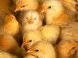 Тысячи цыплят сгорели на новосибирской птицефабрике