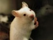 Крысы ради спасения товарища отказались от еды
