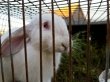 Кроликов-акселератов привезли в Приангарье из Бурятии
