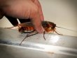 Сибирские ученые превратили тараканов в зомби