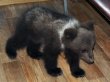 Медвежонка нашёл в городе житель Усть-Кута