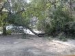 Смерч повалил деревья в Бийске