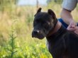 Догхантеры в Томске отравили собаку-спасателя