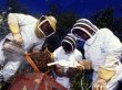 Пчелы-убийцы запугали Калифорнию