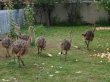 Хакасия начнет производство мяса страусов
