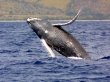 Нападение кита на туристов стало хитом в Сети