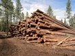 «Черные лесорубы» вырубили в Сибири леса на 4 миллиарда рублей