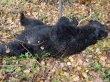 Охотник и медведь убили друг друга в Хабаровском крае