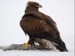 Редчайшую птицу спасли жители Междуреченска