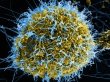 Генетики случайно создали непобедимый вирус