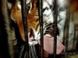 Тигр напал на девочку в зоопарке Барнаула