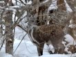 Убитых животных обнаружили в Алтайском заповеднике