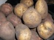 Безвирусный картофель вырастят на Алтае в рамках импортозамещения