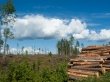 Начальник колонии в Красноярском крае незаконно вырубал лес