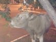 Гулявший по улице бык взволновал жителей Читы