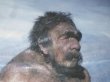 Зачатки интеллекта нашли у неандертальцев