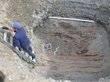 Необычное древнее погребение на Алтае озадачило ученых