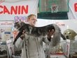 Японку и австрийца оштрафовали в Новосибирске из-за кошек