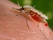 Жителей Алтая припугнули эпидемией малярии