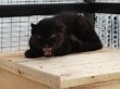Маленький самец черной пантеры поселился в зоопарке Барнаула