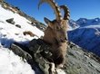 Прикидывающиеся туристами браконьеры убили козерога в нацпарке Алтая