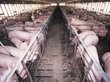Свиньи на Алтае будут вырабатывать газ
