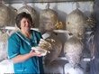 Первый цех по выращиванию грибов открыли на Алтае