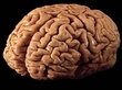Впервые выращен искусственный мозг