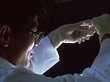 Эмбрионы КРС на Алтае будут выращивать в лабораториях