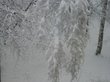 Более 150 сел Алтая оставались без света из-за снегопада