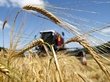 Рекордное количество зерна собрали на Алтае
