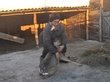 Спасатели и местные жители спасли от волков косулю на Алтае